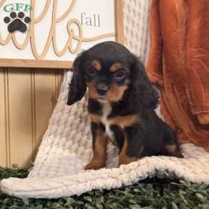 Bailey, Cavalier King Charles Spaniel Puppy